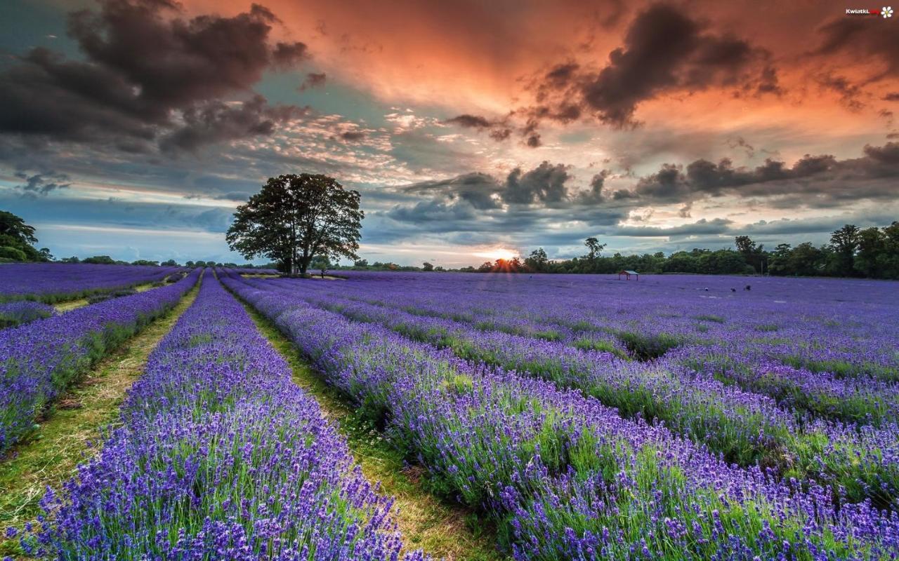 La Maison Des Collines Allemagne-en-Provence Exteriör bild